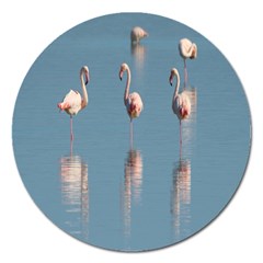 Flamingo Birds Plumage Sea Water Magnet 5  (round) by artworkshop