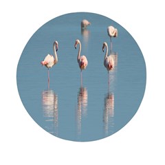 Flamingo Birds Plumage Sea Water Mini Round Pill Box by artworkshop