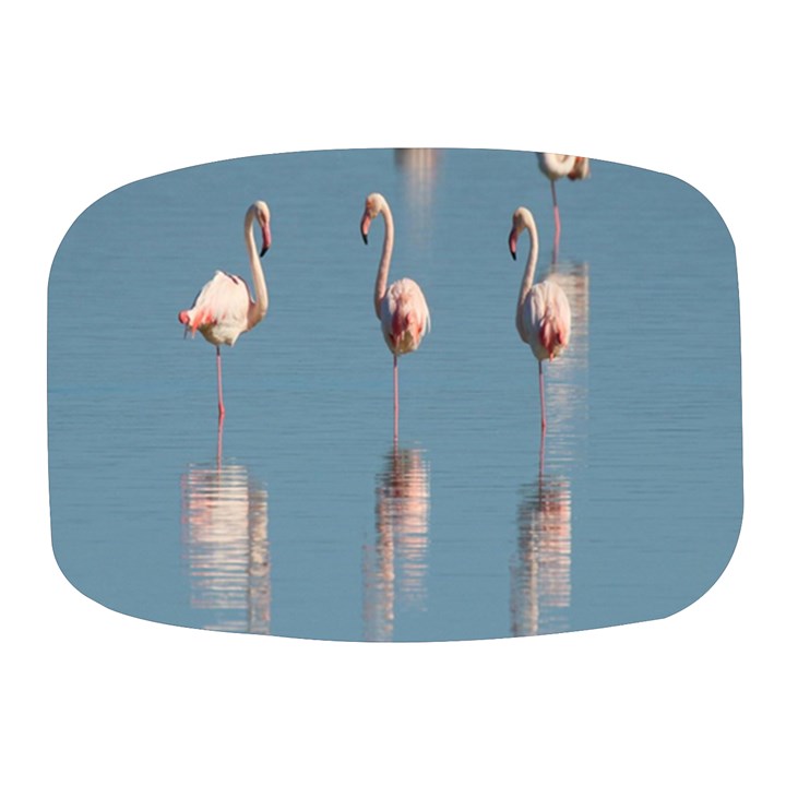 Flamingo Birds Plumage Sea Water Mini Square Pill Box