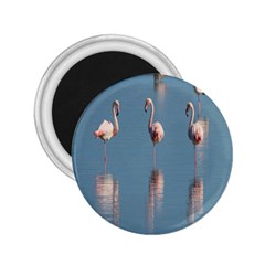 Flamingo Birds Plumage Sea Water Animal Exotic 2 25  Magnets by artworkshop