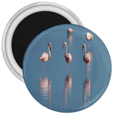 Flamingo Birds Plumage Sea Water Animal Exotic 3  Magnets by artworkshop