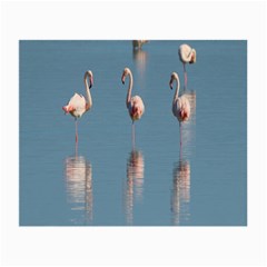 Flamingo Birds Plumage Sea Water Animal Exotic Small Glasses Cloth by artworkshop