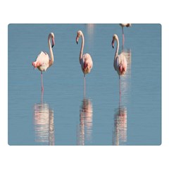 Flamingo Birds Plumage Sea Water Animal Exotic Double Sided Flano Blanket (large)  by artworkshop