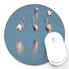 Flamingo Birds Plumage Sea Water Animal Exotic Round Mousepads by artworkshop