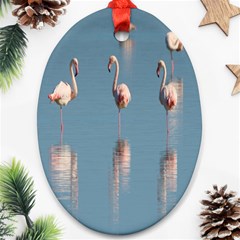 Flamingo Birds Plumage Sea Water Animal Exotic Oval Ornament (two Sides)