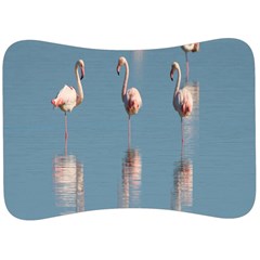 Flamingo Birds Plumage Sea Water Animal Exotic Velour Seat Head Rest Cushion by artworkshop