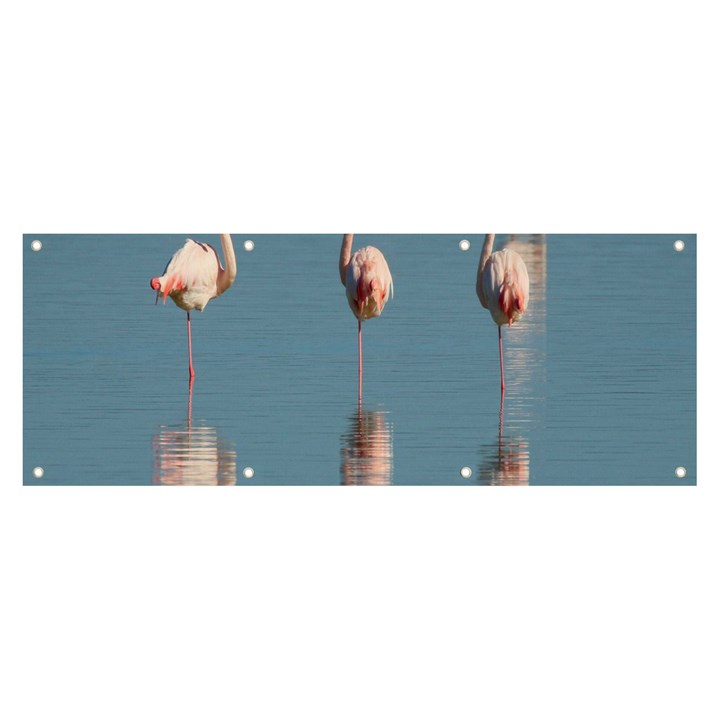 Flamingo Birds Plumage Sea Water Animal Exotic Banner and Sign 8  x 3 