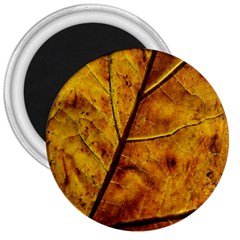 Leaf Leaf Veins Fall 3  Magnets by artworkshop