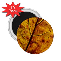 Leaf Leaf Veins Fall 2 25  Magnets (10 Pack)  by artworkshop