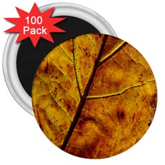 Leaf Leaf Veins Fall 3  Magnets (100 Pack) by artworkshop