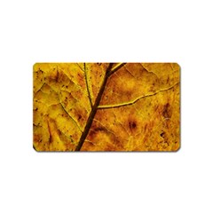 Leaf Leaf Veins Fall Magnet (name Card) by artworkshop