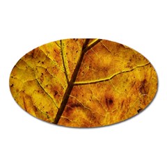 Leaf Leaf Veins Fall Oval Magnet by artworkshop