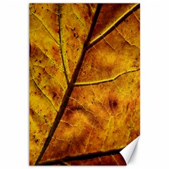 Leaf Leaf Veins Fall Canvas 12  X 18 