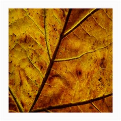 Leaf Leaf Veins Fall Medium Glasses Cloth