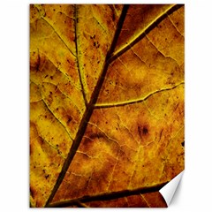 Leaf Leaf Veins Fall Canvas 36  X 48  by artworkshop