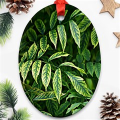 Leaves Foliage Twig Bush Plant Ornament (oval) by artworkshop