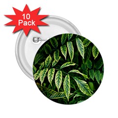 Leaves Foliage Twig Bush Plant 2 25  Buttons (10 Pack)  by artworkshop