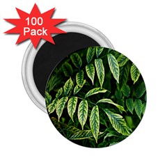 Leaves Foliage Twig Bush Plant 2 25  Magnets (100 Pack)  by artworkshop