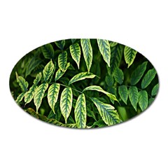 Leaves Foliage Twig Bush Plant Oval Magnet by artworkshop