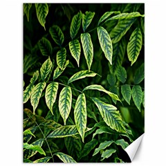 Leaves Foliage Twig Bush Plant Canvas 36  X 48  by artworkshop