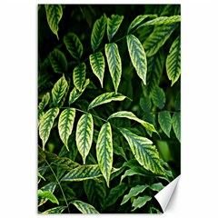 Leaves Foliage Twig Bush Plant Canvas 12  X 18 