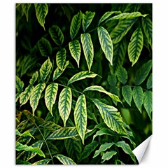 Leaves Foliage Twig Bush Plant Canvas 20  X 24  by artworkshop