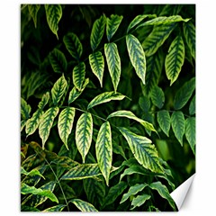 Leaves Foliage Twig Bush Plant Canvas 8  X 10  by artworkshop