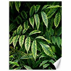 Leaves Foliage Twig Bush Plant Canvas 18  X 24 