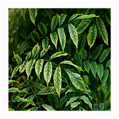 Leaves Foliage Twig Bush Plant Medium Glasses Cloth