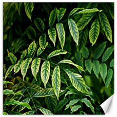 Leaves Foliage Twig Bush Plant Canvas 20  X 20  by artworkshop