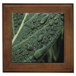 Leaves Water Drops Green  Framed Tile Front