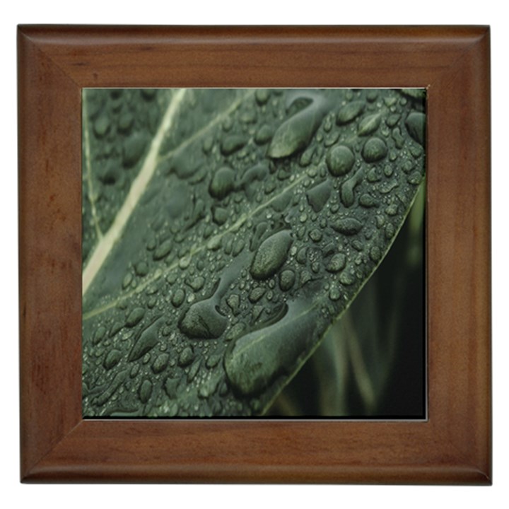 Leaves Water Drops Green  Framed Tile