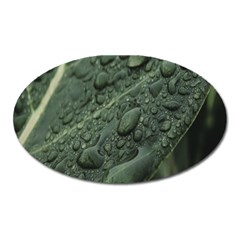 Leaves Water Drops Green  Oval Magnet by artworkshop