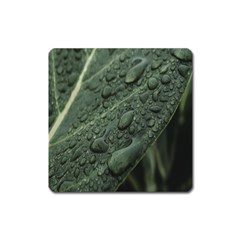 Leaves Water Drops Green  Square Magnet by artworkshop