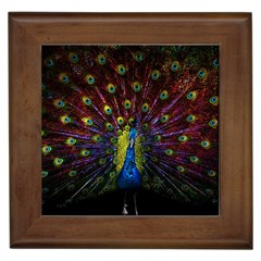 Beautiful Peacock Feather Framed Tile by Jancukart