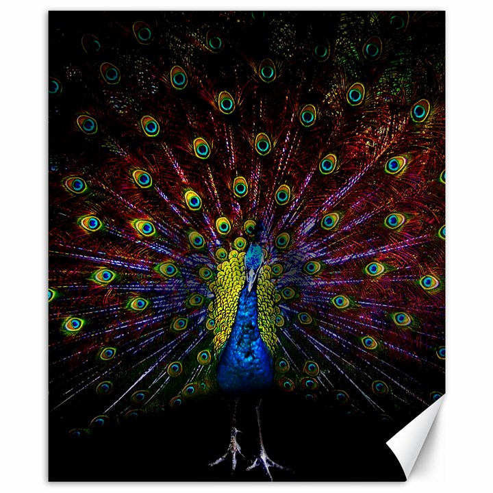 Beautiful Peacock Feather Canvas 8  x 10 