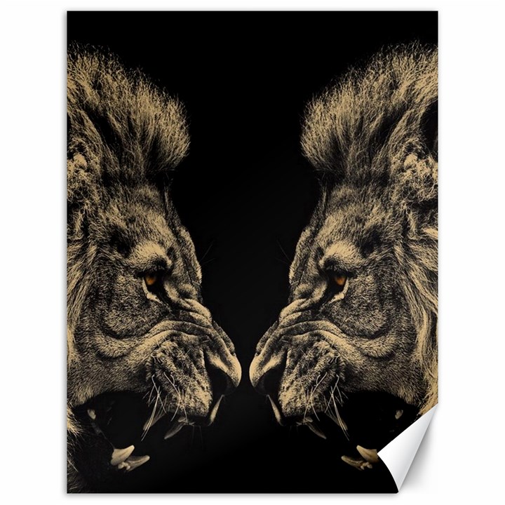 Animalsangry Male Lions Conflict Canvas 12  x 16 