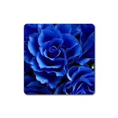 Blue Roses Flowers Plant Romance Square Magnet by Wegoenart