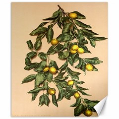 A Vintage Bunch Of Lemons Canvas 8  X 10  by ConteMonfrey