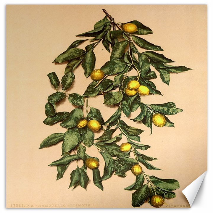 A vintage bunch of lemons Canvas 12  x 12 