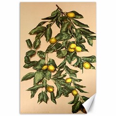 A Vintage Bunch Of Lemons Canvas 12  X 18 