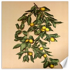 A Vintage Bunch Of Lemons Canvas 16  X 16  by ConteMonfrey