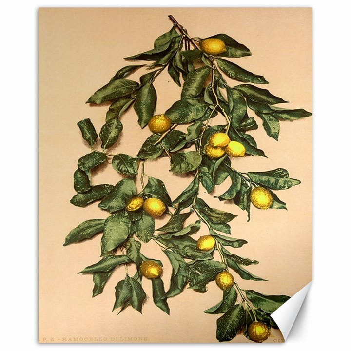 A vintage bunch of lemons Canvas 16  x 20 