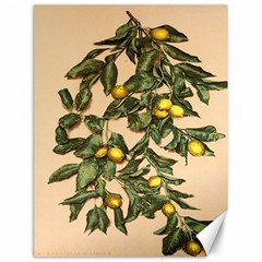 A Vintage Bunch Of Lemons Canvas 18  X 24 