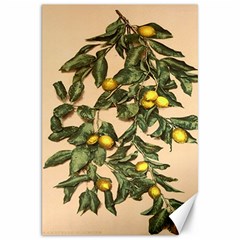 A Vintage Bunch Of Lemons Canvas 20  X 30  by ConteMonfrey