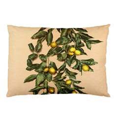 A Vintage Bunch Of Lemons Pillow Case (two Sides) by ConteMonfrey