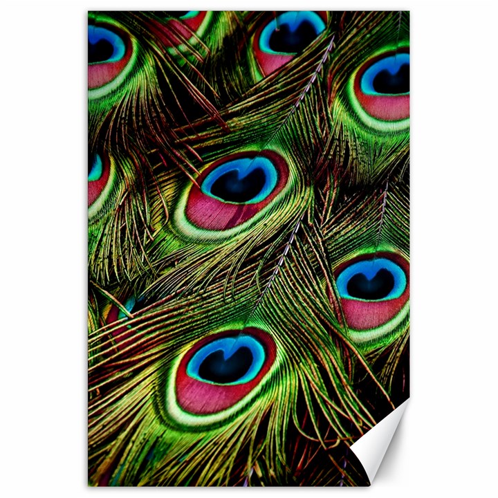 Peacock Feathers Color Plumage Canvas 20  x 30 