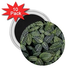 Leaves Foliage Botany Plant 2 25  Magnets (10 Pack)  by Ravend