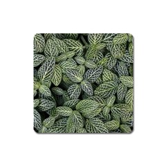 Leaves Foliage Botany Plant Square Magnet by Ravend