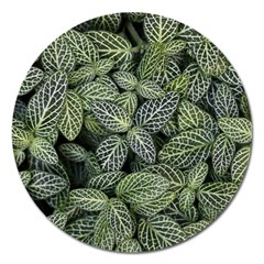 Leaves Foliage Botany Plant Magnet 5  (round) by Ravend